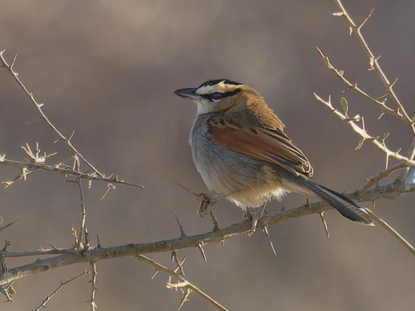 <h3><a href="/trips/safari/biota/animalia/chordata/aves/040 passeriformes/036 malaconotidae/tchagra senegalus/tchagra senegalus-nl.html">Tchagra&nbsp;senegalus</a> / Black‑crowned&nbsp;tchagra / Zwartkruintsjagra</h3>OM-1 Mark II met OLYMPUS M.300mm F4.0, 1/2000 sec  bij F4.0, ISO 1250, afstand 29.6&nbsp;m